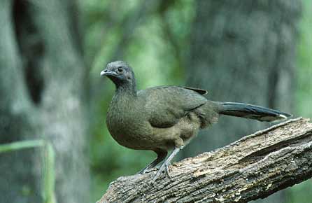Plain Chachalaca (Ortalis vetula) photo image