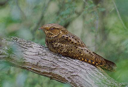 Chuck-will's-widow (Antrostomus carolinensis) photo image