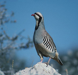 Chukar (Alectoris chukar) photo image