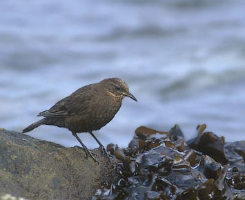 Blackish Cinclodes (Cinclodes antarcticus) photo image