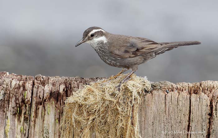 Dark-bellied Cinclodes (Cinclodes patagonicus) photo