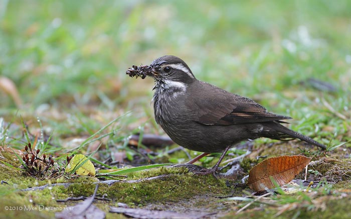 Dark-bellied Cinclodes (Cinclodes patagonicus) photo