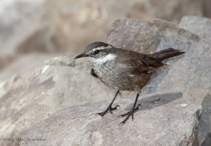 Gray-flanked Cinclodes (Cinclodes oustaleti) photo