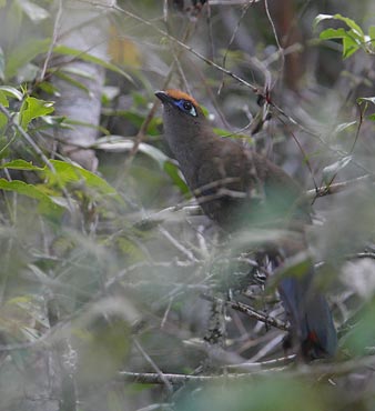 Red-fronted Coua (Coua reynaudii) photo