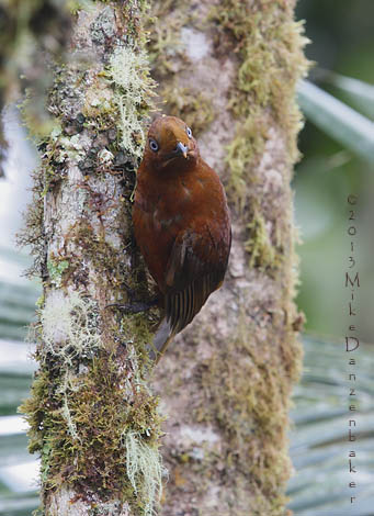 Andean Cock-of-the-rock (Rupicola peruvianus) photo