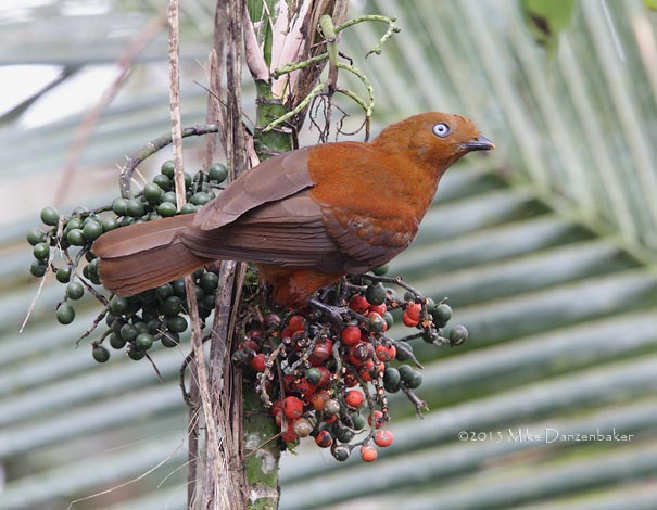 Andean Cock-of-the-rock (Rupicola peruvianus) photo