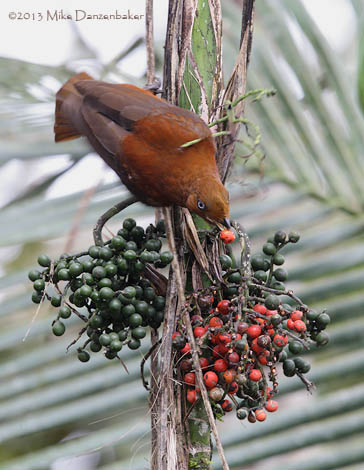 Andean Cock-of-the-rock (Rupicola peruvianus) photo