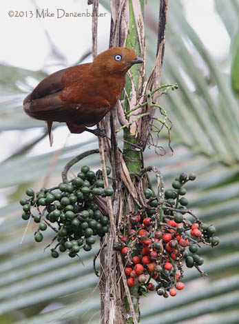 Andean Cock-of-the-rock (Rupicola peruvianus) photo
