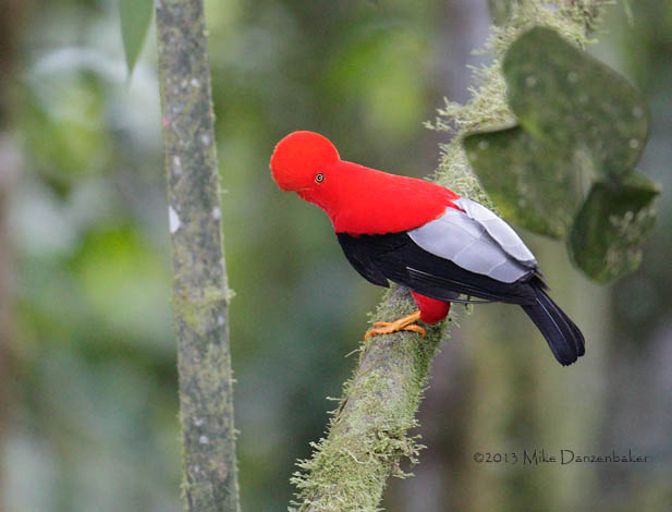 Andean Cock-of-the-rock (Rupicola peruvianus) photo