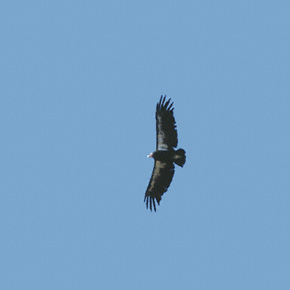 California Condor (Gymnogyps californianus) photo image