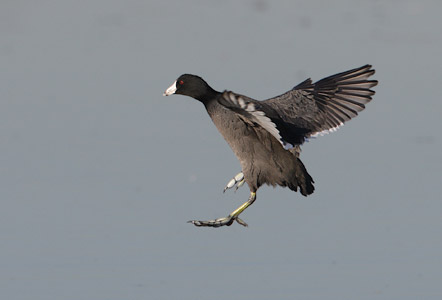 American Coot (Fulica americana) photo