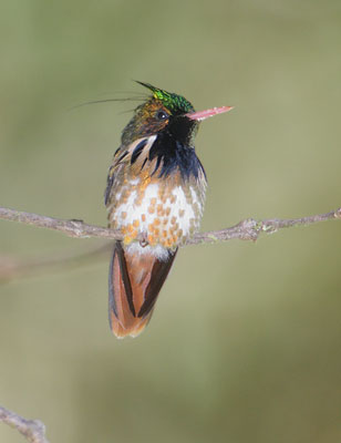 Black-crested Coquette (Lophornis helenae) photo