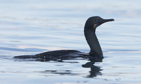 Brandt's Cormorant (Phalacrocorax penicillatus) photo