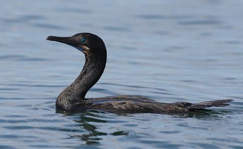 Brandt's Cormorant (Phalacrocorax penicillatus) photo