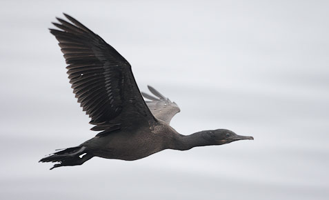 Brandt's Cormorant (Phalacrocorax penicillatus) photo