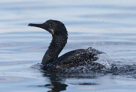 Brandt's Cormorant (Phalacrocorax penicillatus) photo