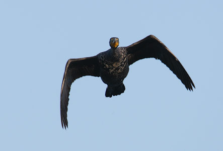 Double-crested Cormorant (Phalacrocorax auritus) photo