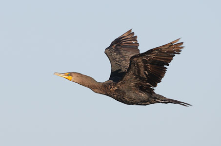 Double-crested Cormorant (Phalacrocorax auritus) photo
