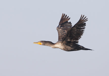 Double-crested Cormorant (Phalacrocorax auritus) photo