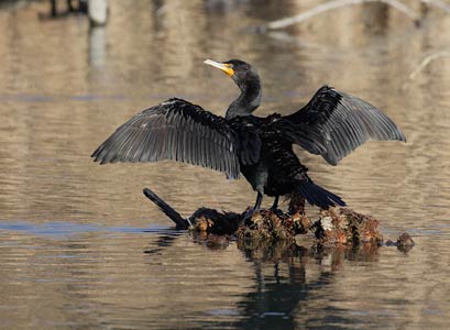 Double-crested Cormorant (Phalacrocorax auritus) photo