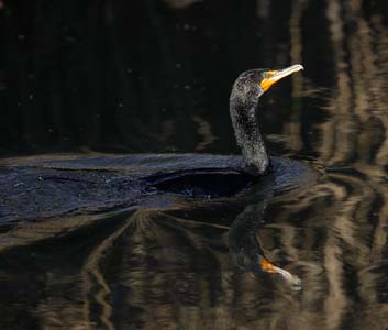 Double-crested Cormorant (Phalacrocorax auritus) photo