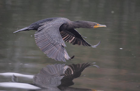 Double-crested Cormorant (Phalacrocorax auritus) photo