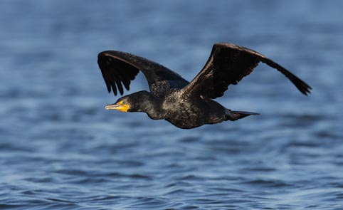 Double-crested Cormorant (Phalacrocorax auritus) photo