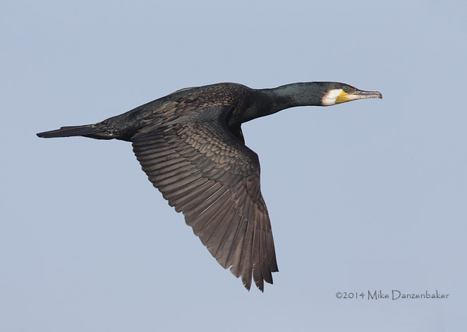 Great Cormorant (Phalacrocorax carbo) photo