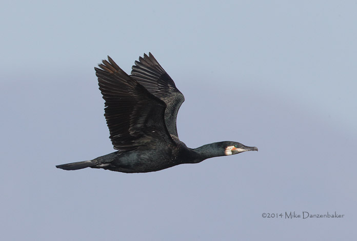 Great Cormorant (Phalacrocorax carbo) photo