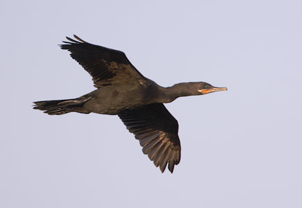 Neotropic Cormorant (Phalacrocorax brasilianus) photo