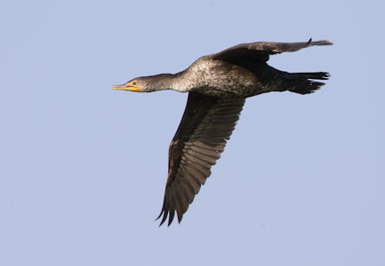 Neotropic Cormorant (Phalacrocorax brasilianus) photo
