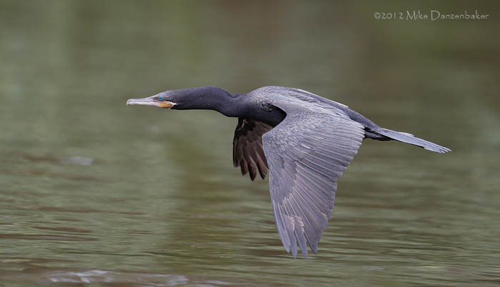 Neotropic Cormorant (Phalacrocorax brasilianus) photo