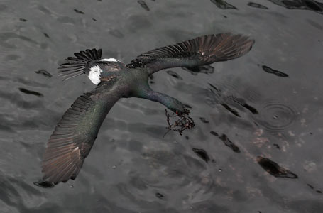 Pelagic Cormorant (Phalacrocorax pelagicus) photo