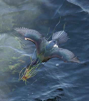 Pelagic Cormorant (Phalacrocorax pelagicus) photo