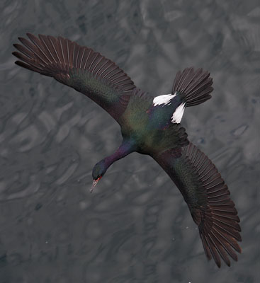 Pelagic Cormorant (Phalacrocorax pelagicus) photo
