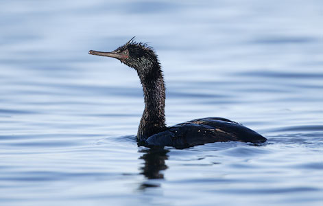 Pelagic Cormorant (Phalacrocorax pelagicus) photo