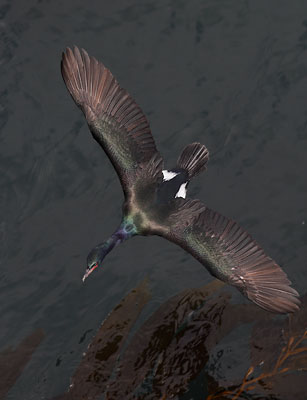 Pelagic Cormorant (Phalacrocorax pelagicus) photo
