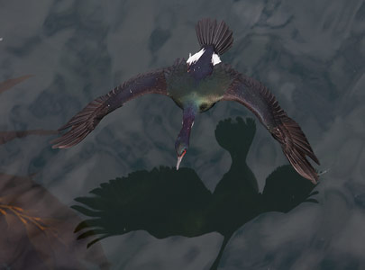 Pelagic Cormorant (Phalacrocorax pelagicus) photo