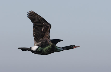Pelagic Cormorant (Phalacrocorax pelagicus) photo