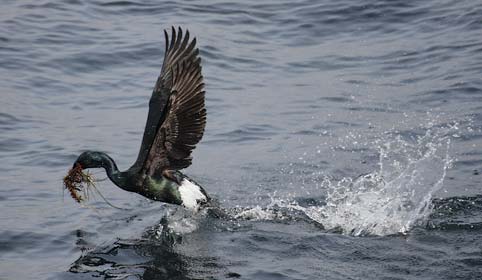 Pelagic Cormorant (Phalacrocorax pelagicus) photo