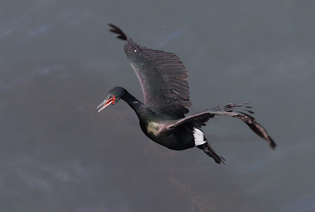 Pelagic Cormorant (Phalacrocorax pelagicus) photo