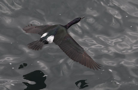 Pelagic Cormorant (Phalacrocorax pelagicus) photo