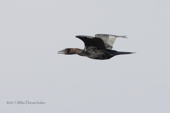 Pygmy Cormorant (Microcarbo pygmeus) photo