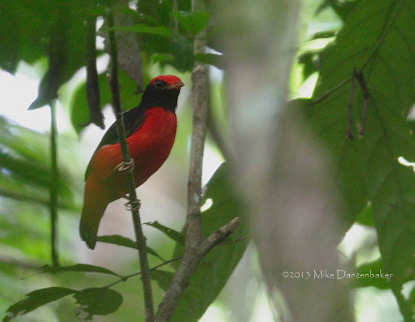 Black-necked Red Cotinga (Phoenicircus nigricollis) photo