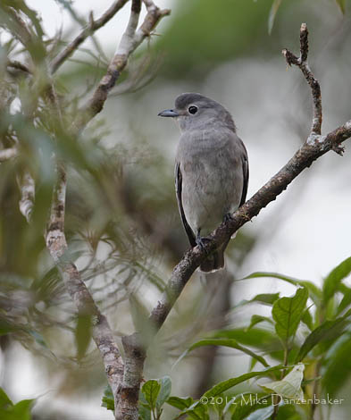 Snowy Cotinga (Carpodectes nitidus) photo