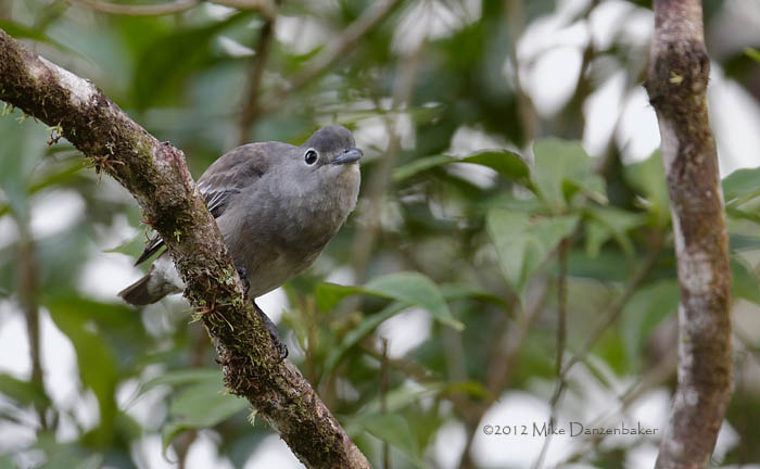 Snowy Cotinga (Carpodectes nitidus) photo
