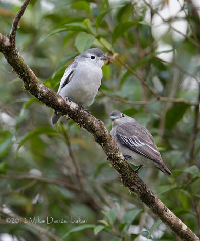 Snowy Cotinga (Carpodectes nitidus) photo