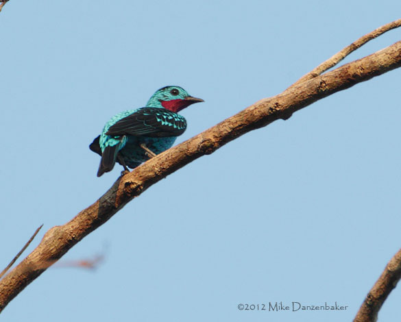 Spangled Cotinga (Cotinga cayana) photo