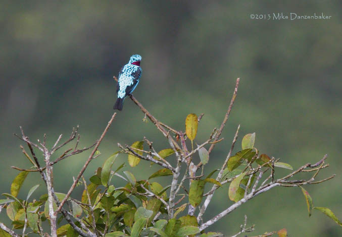Spangled Cotinga (Cotinga cayana) photo