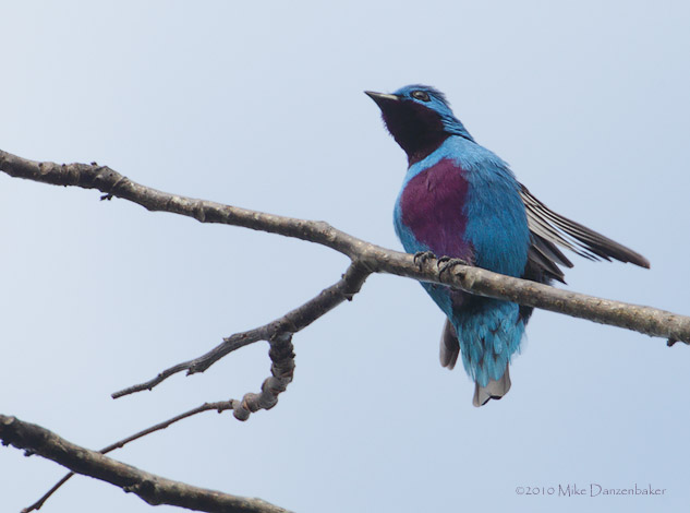 Turqoise Cotinga (Cotinga ridgwayi) photo